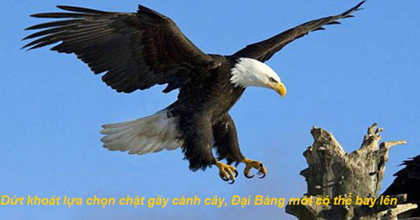 Chuyện cuối tuần: Chỉ đơn giản là cắt cành cây nơi con chim đậu, Đại Bàng sẽ bay lên