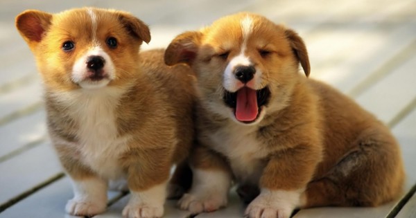 Chuyện cuối tuần: Chuyện bán chó con của tiệm bán thú cưng