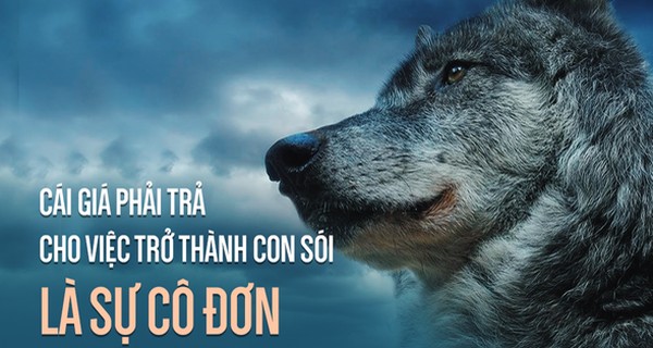 Sói đầu đàn: 6 phẩm chất “sống còn”, đọc xong bạn ngẫm thế nào về con đường mình chọn?