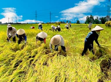 Chớ quên nghề lúa, chớ bạc nghề nông