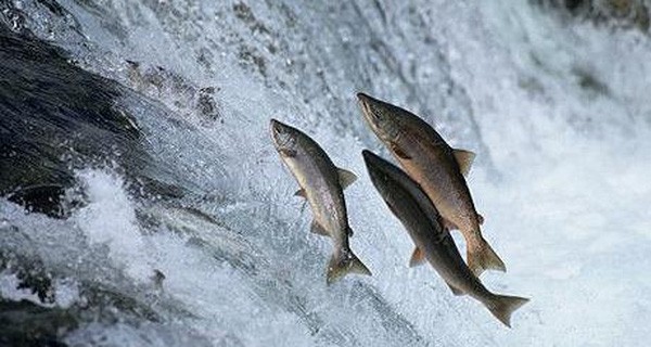Giống như cá bơi ngược dòng, bạn còn vất vả vì vẫn đang tiến lên