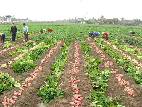Trầm lắng thị trường khoai tây giống hiện nay